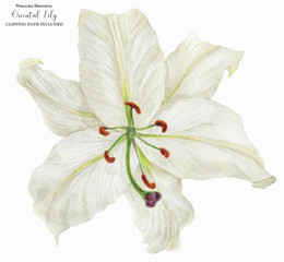 Flower of Oriental Lily watercolor
