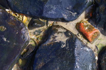 Ufer, Strandgut, Steine, Küste