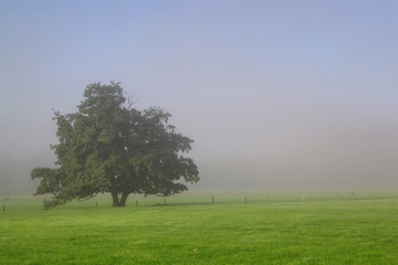 Baum auf dem Feld