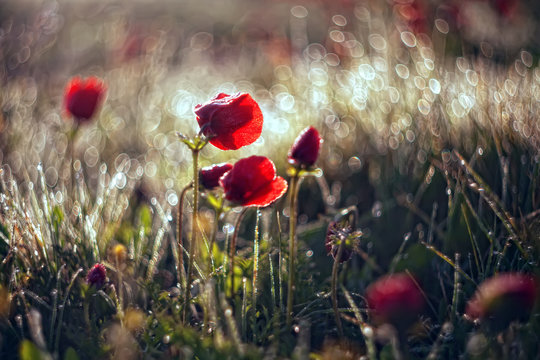 red poppies in the field