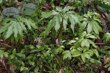 Arisaema urashima (Cobra lily Urashima) is a toxic bulbous plant that lives in dim and moist places in the forest.