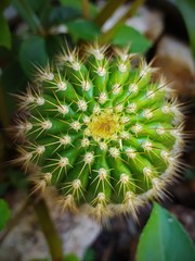 closeup of cactus in garden