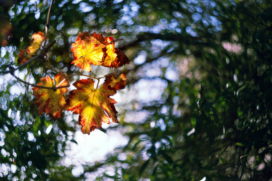 autumn leaves on tree