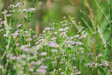 Small cute lovely multi-colored wildflowers