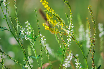 Small cute lovely multi-colored wildflowers
