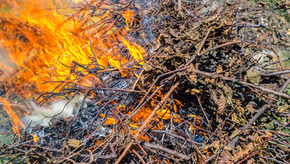 Fire and Smoke from during Burning of garden branches