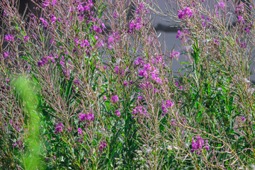 Small cute lovely multi-colored wildflowers