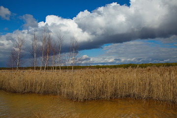 Thickets of coastal lake grass, Central Russia.