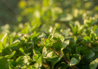 green leaves in spring under rain