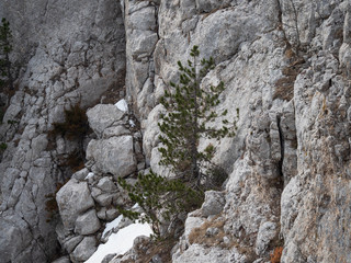 Lone pine tree on the edge of a rocky cliff.