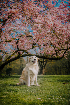 Golden Retriever 