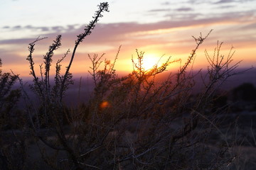 Obraz premium Macro Image of Plants at Sunset