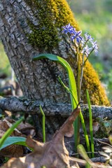 Welcome spring equinox