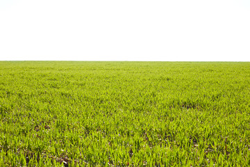 Fototapeta premium Young wheat seedlings growing on a field in autumn. Young green wheat growing in soil. Agricultural proces. Close up on sprouting rye agriculture on a field sunny day with blue sky. Sprouts of rye.