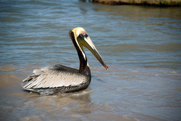 Brown pelican with yellow head floating in the Atlantic ocean in Mexico