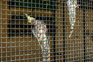 Parrots in a spacious aviary behind a metal grille. They are caught in the bars and show their bellies. Selective focus.