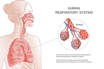 Human Respiratory System, lungs, alveoli. Vector Anatomy illustration. - obrazy, fototapety, plakaty