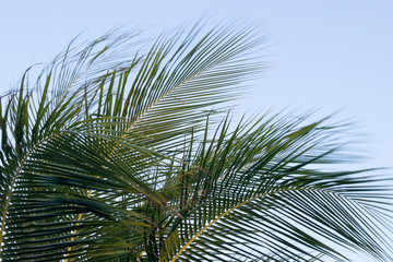 Fototapeta na wymiar large palm leaves against the sky