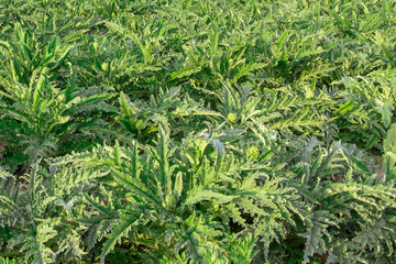Artichokes in a field in Alboraya, Spain