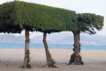 large tree topiary on the beach