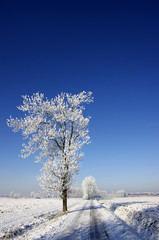 Winterlandschaft, Schnee, Frost, Landschaft, Himmel, 