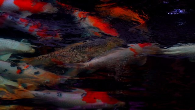 Koi fish or Amur carp fish slow motion swimming in pond. It more specifically nishikigoi and colored varieties of carp in outdoor pond or garden and waterfall. It golden red orange and yellow of body 