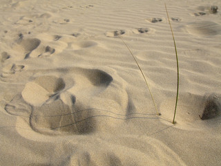 Sand, Sandspuren, Düne