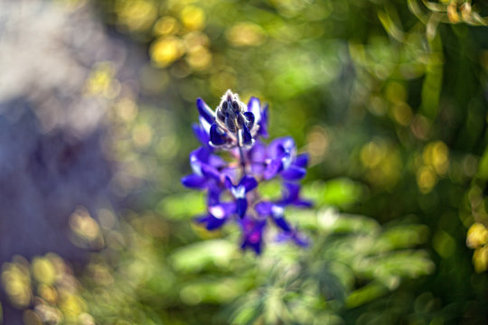 blue flower