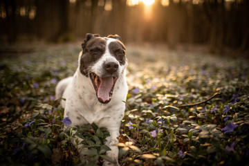 Hund