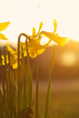Group of yellow daffodils in spring with backlight at golden sunset, narcissus