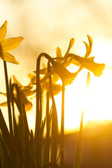 Eine Gruppe gelber Narzissen oder Osterglocken im Frühling am Abend bei Sonnenuntergang im goldenen Gegenlicht, narcissus