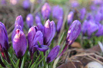 Crocus in sunny spring day