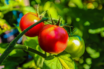 Obraz premium Fresh tomatoes with green leaves summer vegetables wallpaper