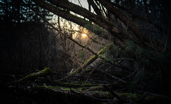 Sunset seen trhough a complex scne of fallen trees and branches in a wilderness forest