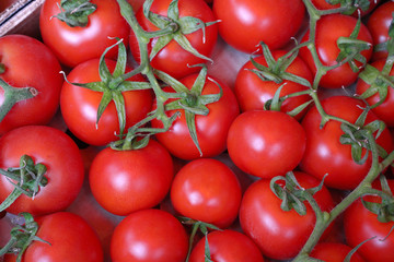 fresh tomatoes on the vine. harvest, food texture, background