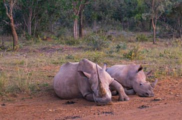 An adult white rhinoceros (Ceratotherium Simum) with baby in the african savannah during a safari inside the Entabeni Game Reserve, Limpopo Province, South Africa.