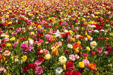 Multicolor floral carpet
