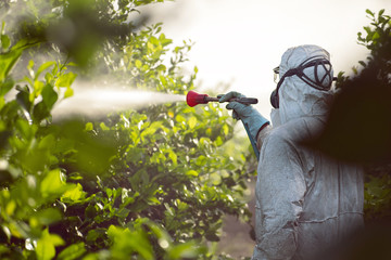Spray pesticides, pesticide on fruit lemon in growing agricultural plantation, spain. Man spraying...