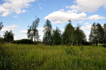 Green meadow with trees and blue sky. Summer
