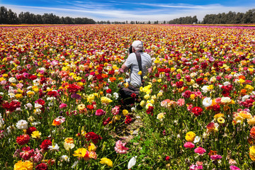 Photographer photographs a flower field