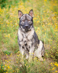 Wilczak czechosłowacki © nitka_zaplatana