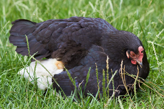 chicken protects the small chicken,sleeping little chicks under the wing of an adult chicken in the grass