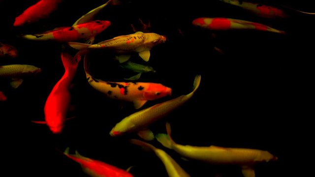 Koi fish or Amur carp fish slow motion swimming in pond. It more specifically nishikigoi and colored varieties of carp in outdoor pond or garden and waterfall. It golden red orange and yellow of body 