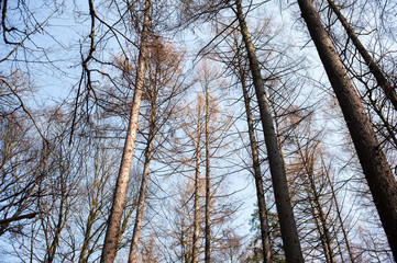 Blue sky through the branches of bare trees