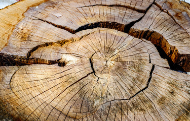 Wooden apple tree stump, close view