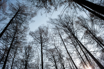 Blue sky through the branches of bare trees