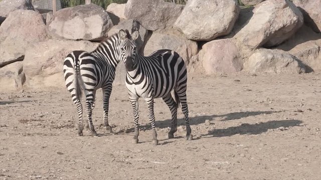 Zebra in wildlife. Beautiful black and white African striped animal portrait