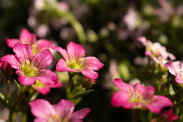 Sofia, Bulgaria - March 20, 2020. On Equinox garden flowers blossom in rainbow colors. The best...