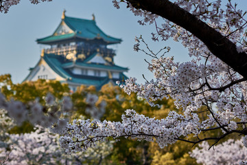 Osaka castle with cherry blossoms in Osaka, Japan