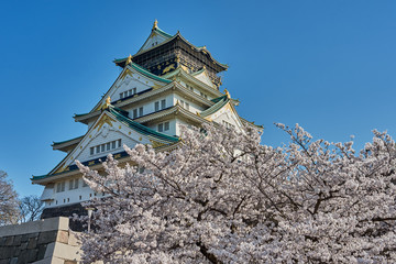 Osaka castle with cherry blossoms in Osaka, Japan